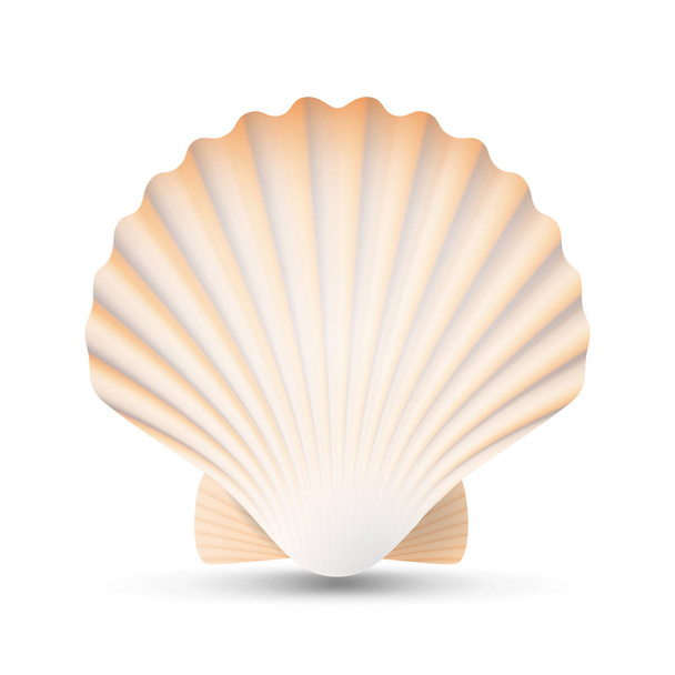 Χτένι Seashell διάνυσμα. Ομορφιά εξωτικά σουβενίρ κέλυφος οστράκων απομονώνονται σε λευκό φόντο εικόνα - Διάνυσμα, εικόνα