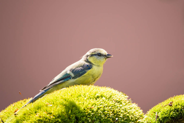 Одна синя цицька з блакитними крилами на зеленому моху
 - Фото, зображення