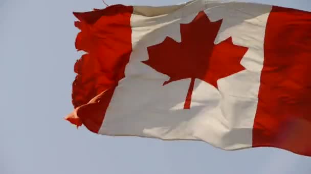 Kanada bayrağı rüzgarda çırpınan. - Video, Çekim