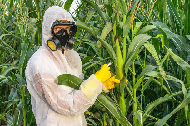 GGO wetenschapper in overall maïs (maïs genetisch te wijzigen) - Foto, afbeelding