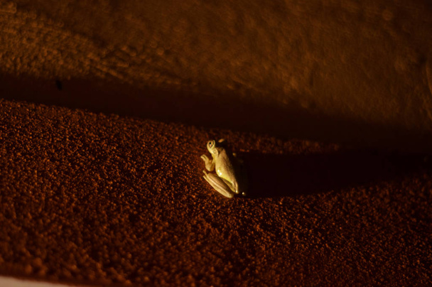 sapo pequeno à noite lançando sombra longa
 - Foto, Imagem