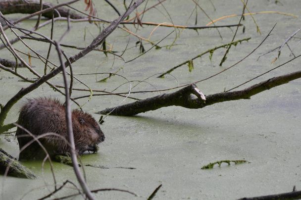 Misk sıçanı gölet - Fotoğraf, Görsel