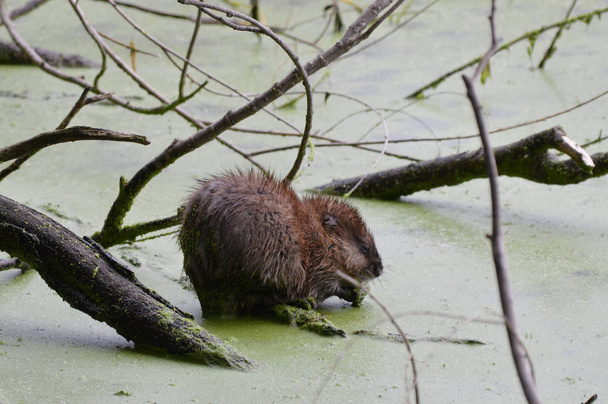 Le rat musqué à l'étang
 - Photo, image