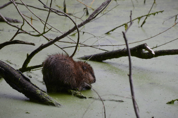 Le rat musqué à l'étang
 - Photo, image