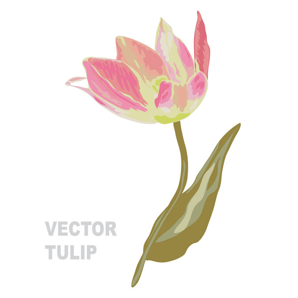hand drawn tulip - Wektor, obraz