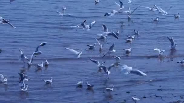 Muitas gaivotas voando no mar, praia
. - Filmagem, Vídeo