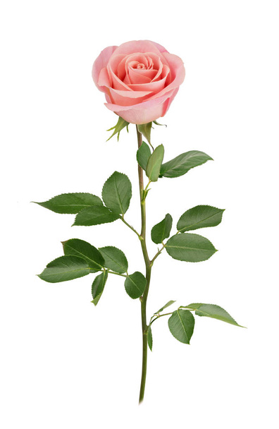 Pink rose in full depth of field. Detailed retouch. - Foto, Bild