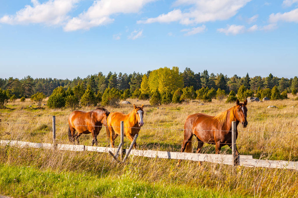 Beaux chevaux bruns dans le champ près d'une clôture
 - Photo, image