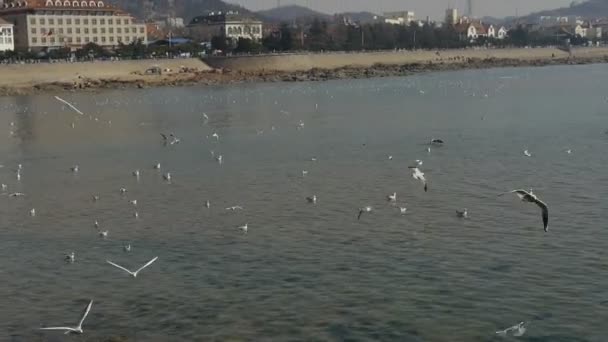 Muitas gaivotas voando no mar, recifes, barragens à beira-mar da cidade de QingDao
. - Filmagem, Vídeo