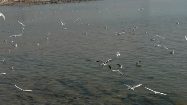 seagull flying in sea. - Footage, Video