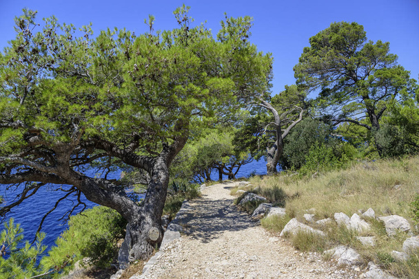 青い海の海岸の松です。紅葉のイメージ。クロアチア. - 写真・画像