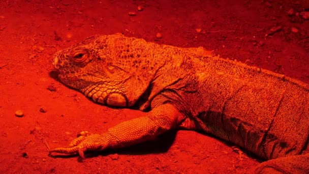 Green iguana, also known as American iguana, is large, arboreal, mostly herbivorous species of lizard of genus Iguana. It is native to Central, South America, and Caribbean. - Footage, Video