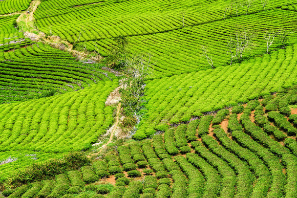 Scenic rows of bright green tea bushes at tea plantation - Foto, afbeelding