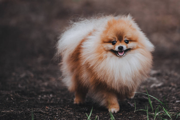 ポメラニアン スピッツの美しいフワフワ犬 - 写真・画像