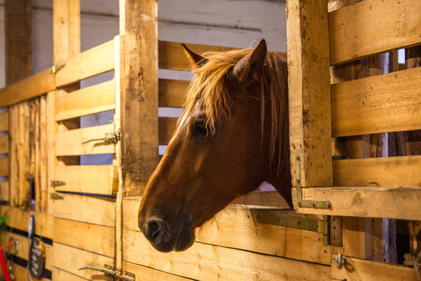Retrato do cavalo em um estábulo
 - Foto, Imagem