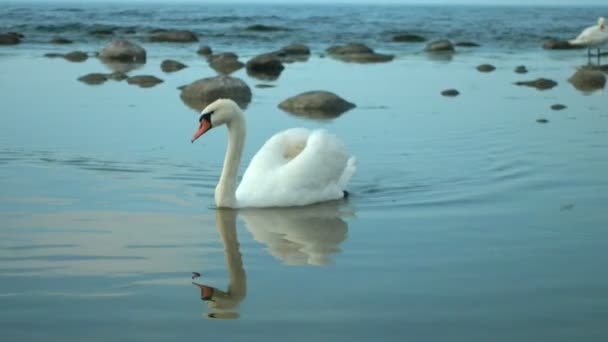 Лебеді в морський краєвид - Кадри, відео