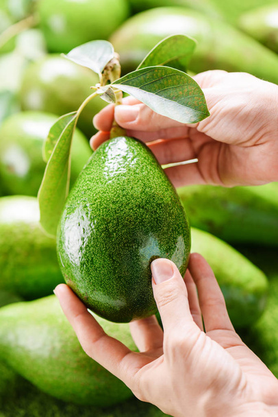 Hands holding avocado at market. Woman choosing ripe fruits - Foto, Bild
