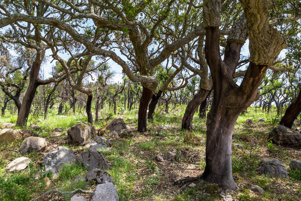 Korkbaum in monchique berge an der algarve in portugal - Foto, Bild
