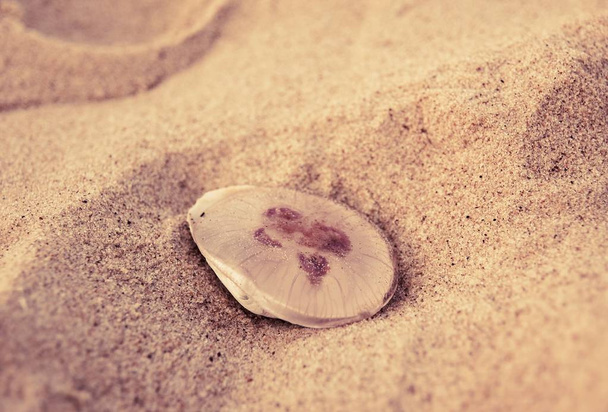 Meduse su una spiaggia di sabbia
 - Foto, immagini