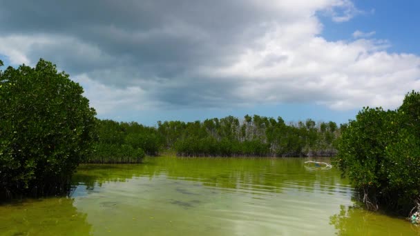 A videó Bantayan Island mangrove Sanctuary. A lagúna, amely a dagály megtelik épül. A videó a dagály látható jön. - Felvétel, videó