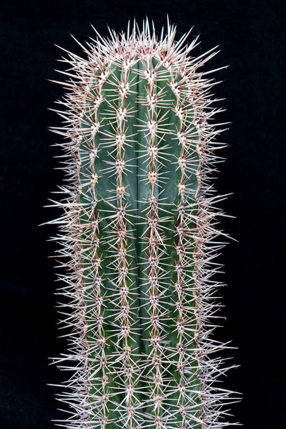 Cactus limb against a black background - Foto, Imagen