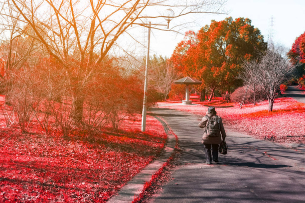 Женщина на дороге в Красный осенний клен в природе с солнечным светом
,  - Фото, изображение