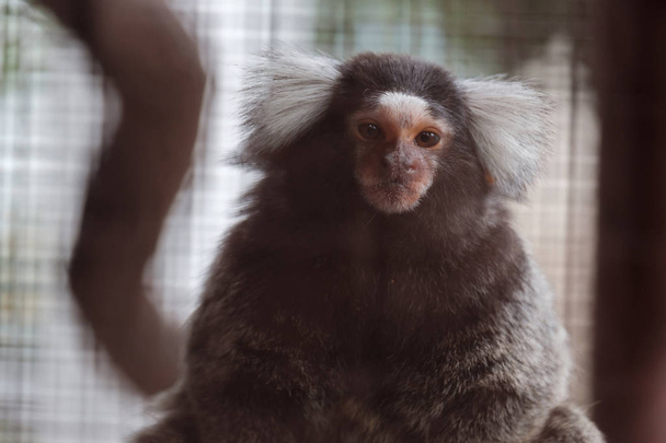 Macaco-marmoset comum olhando
. - Foto, Imagem