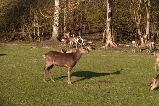 Cervos Sika em Vordingborg Dinamarca
 - Foto, Imagem