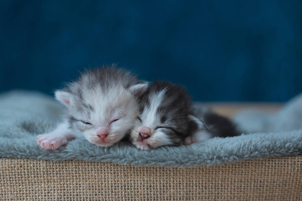 家で木製のバスケットで灰色のブランケットかわいい眠っている子猫のクローズ アップ. - 写真・画像