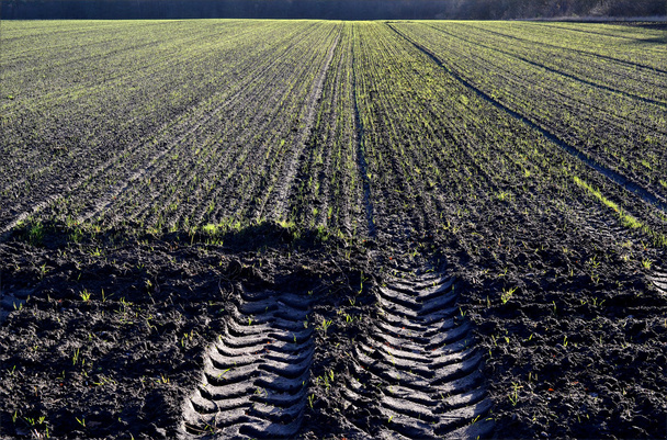 Winter crop on a field. - Photo, Image