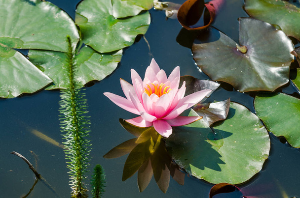 krásný lotosový květ - Fotografie, Obrázek