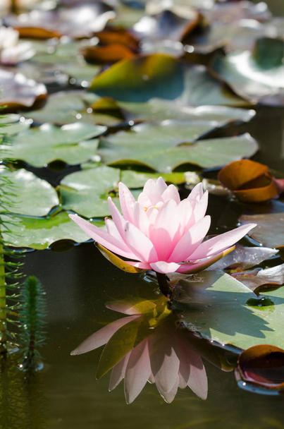 beautiful pink Lotus flower - Fotoğraf, Görsel