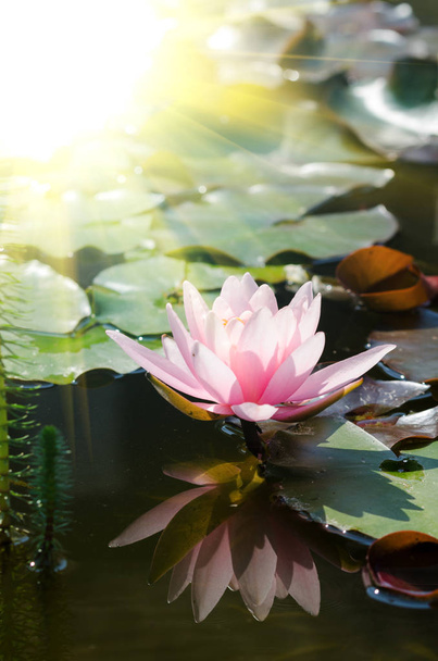 beautiful pink Lotus flower - Фото, изображение
