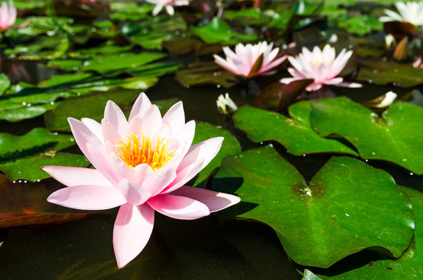 pink water lily - Фото, изображение