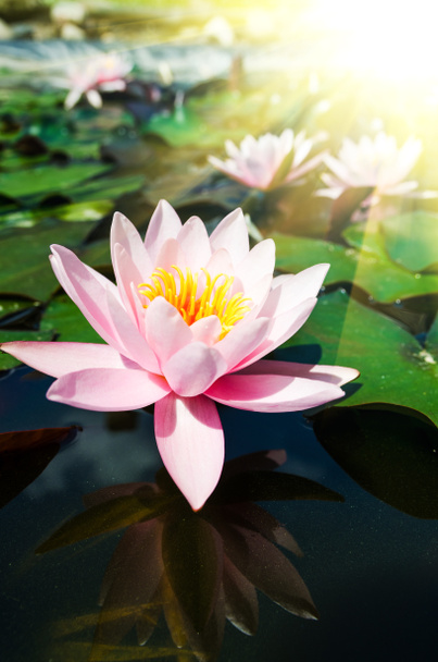 Pink lotus flowers - Fotó, kép