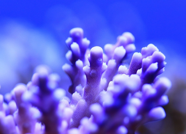 Violet coral - Foto, Bild
