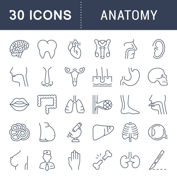 Conjunto de iconos de línea de anatomía y fisiología
 - Vector, imagen