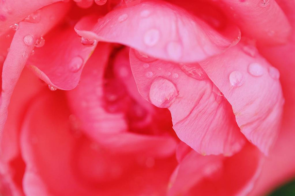 Krásná květina růžová růže v letní zahradě - Fotografie, Obrázek