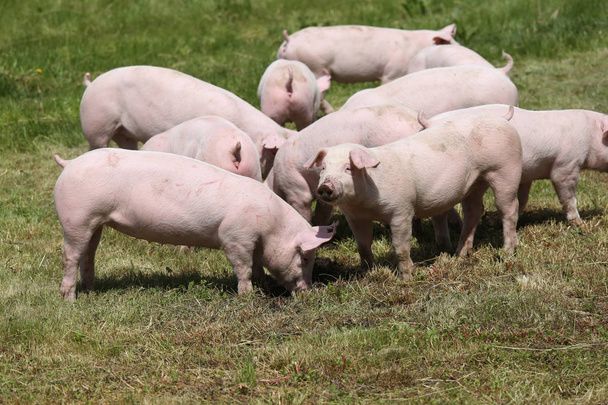 Pigs farming raising breeding in animal farm rural scene - Photo, Image