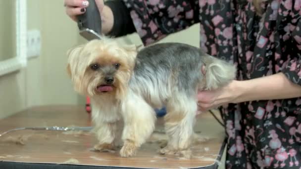 york terrier grooming, weibliche hände. - Filmmaterial, Video