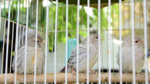 Cage with cute little gray birds with collar - Footage, Video
