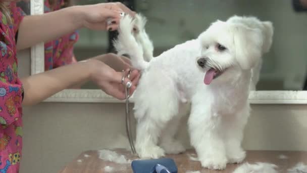 weißer maltesischer Hund bekommt Haarschnitt. - Filmmaterial, Video