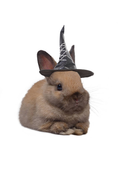 Little rabbit wearing black witch hat. - Фото, зображення