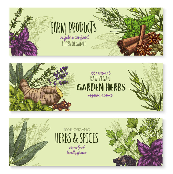 Conjunto de banners vetoriais de especiarias e ervas naturais
 - Vetor, Imagem