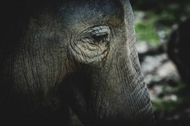 oko slona - Fotografie, Obrázek