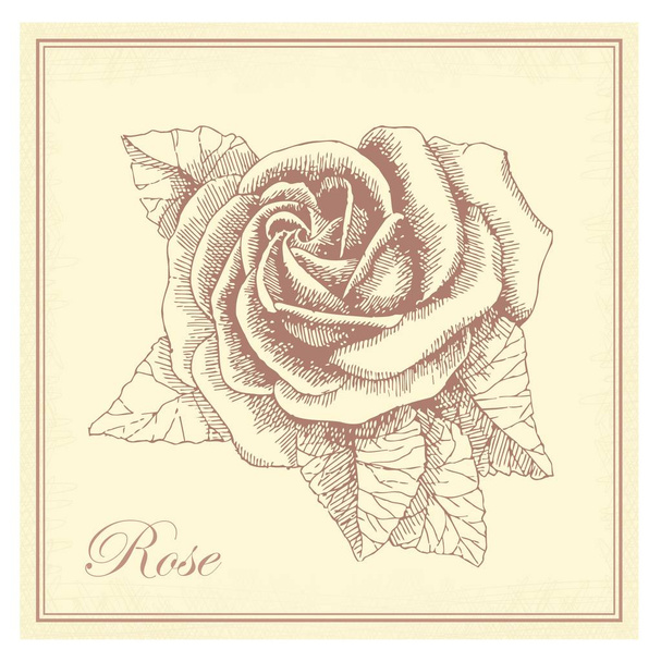 Rosa dibujada a mano en un estilo retro
 - Vector, Imagen