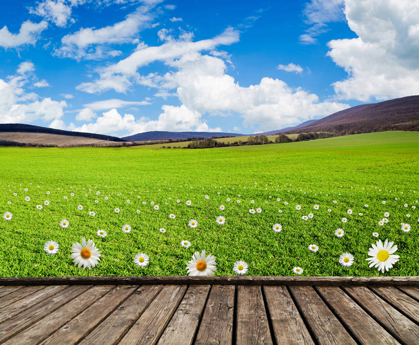 weide met groen gras en veld bloemen - Foto, afbeelding
