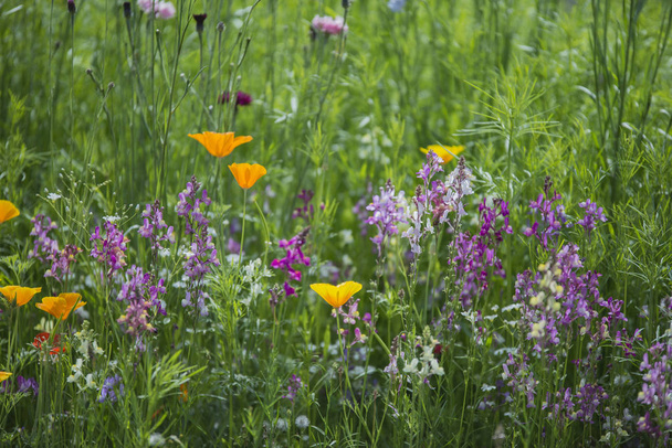 Imagem de paisagem vibrante bonita de prado de flores silvestres no verão
 - Foto, Imagem