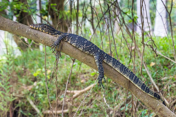 Monitorear lagarto (varanus bengalensis) en Sri Lanka
 - Foto, Imagen