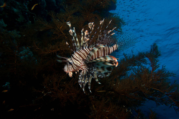 Lionfish στην Ερυθρά Θάλασσα - Φωτογραφία, εικόνα